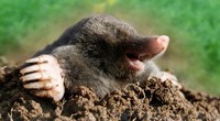 Greedy Mole!