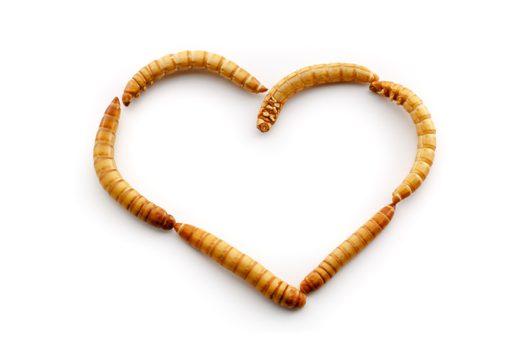 Mealworms arranged in heart shape